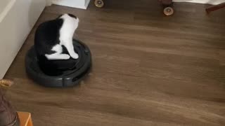 Cat Rides Robot Vacuum Cleaner