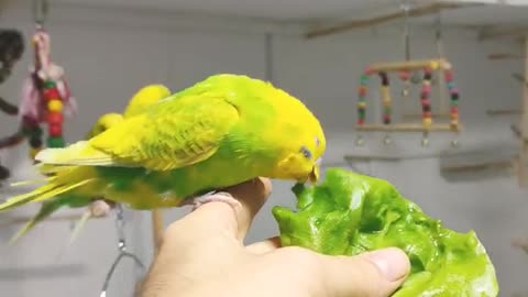 The smallest parrots trying to eat their foods for launch