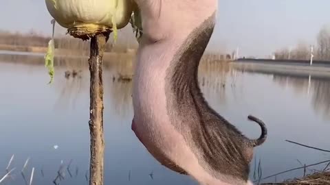 Cute piglet nibbling vegetables