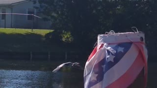 Great blue heron skipping