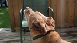 GREAT DOG HOWLING
