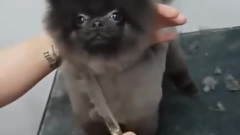 Dog dancing to music while getting Groomed