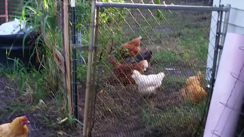 Happy Chickens Free Ranging