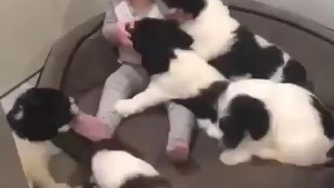 Little dogs are playing with a little child