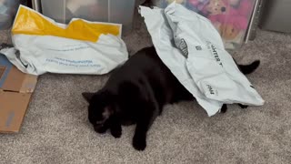 Adopting a Cat from a Shelter Vlog - Cute Precious Piper Has Fun with the Office Shipping Supplies