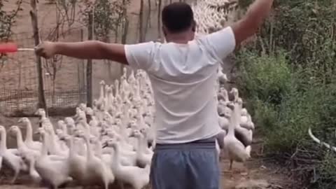 Funny Duck army || pasukan bebek penurut