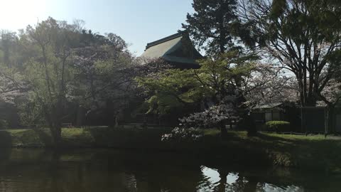 池の魚を狙ってるAiming for fish in the pond