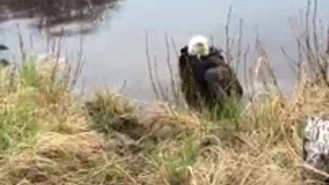 Two fallen eagles get rescused near Kachemak Bay, Alaska