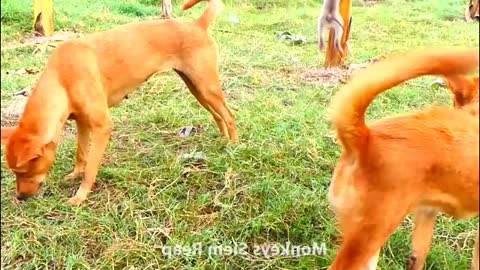 OMG!! Adorable Baby Monkey Likes Dogs - Monkey Animals 032