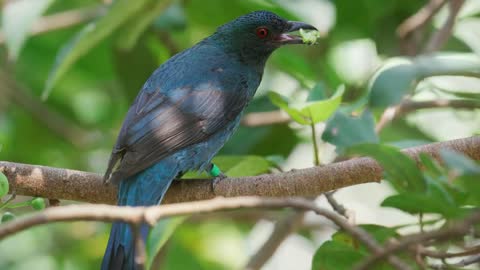 Philippine Fairy bluebird Call