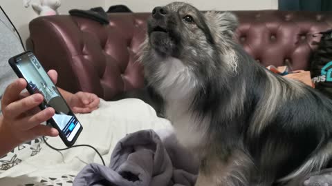 Hysterically funny pup reacts to dog videos by talking back