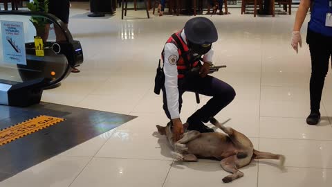 Patient Security Guard Escorts Stray Dog From Mall