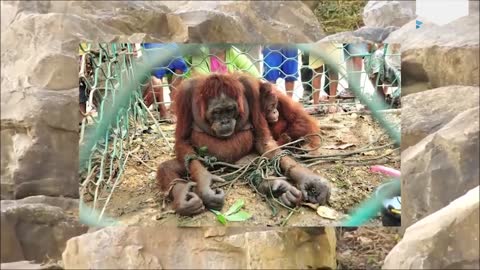 How People Welcomed This Poor Orangutan Mother Will Bring Tears To Your Eyes