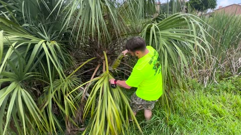 Iguana King - Removing invasive reptiles from South Florida
