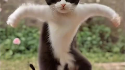 Cats Dance! Wow cats drive!
