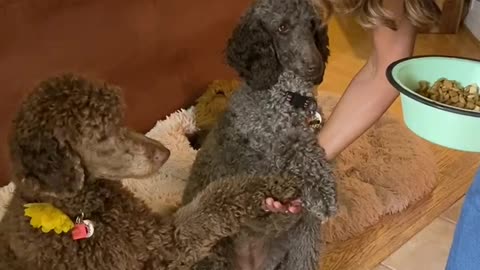 Sweet Doggies Pray Together With Owner Before Dinner