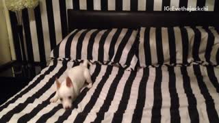 White dog on striped bed runs around