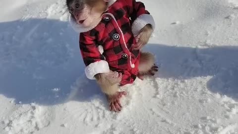 Baby baboons playing in the snow