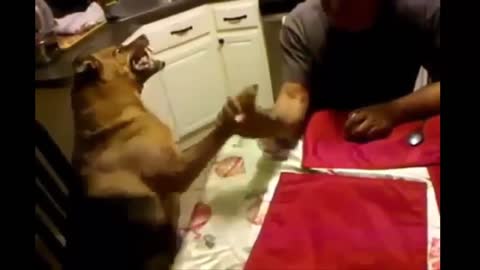 Jokes with dogs. Arm wrestler dog