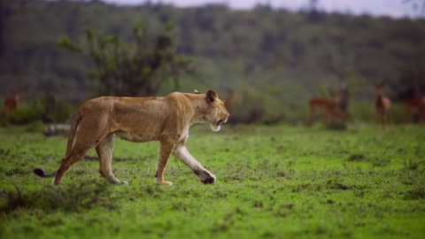 Queen of the jungle