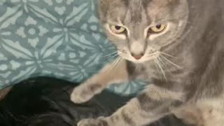 Cat Gives Mom a Massage