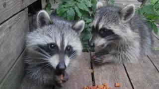 Five Baby Raccoons Enjoy An Afternoon Snack