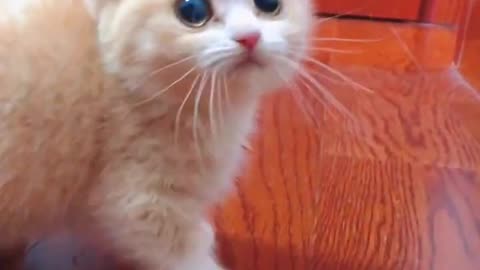 Cute Cats Daily ❤️❤️❤️❤️ #cat #catvideos #猫 #kitten #cats #shorts #catlover #funny #funnyvideo