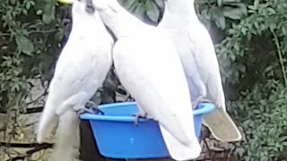Threes cockatoos is one too many
