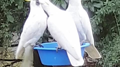 Threes cockatoos is one too many