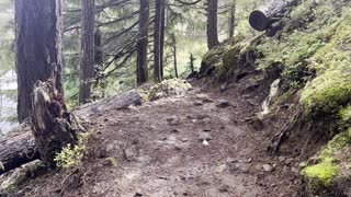 Mossy Old Growth Forest Section of Clear Lake Loop – Willamette National Forest – 4K