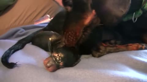 Dachshund giving birth to the 1st baby is fascinating