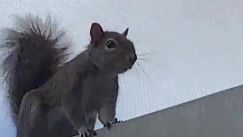Crazy Squirrel - While I Was Outside Gardening