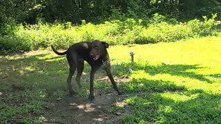 Dog Days With Budderz The Chocolate Lab