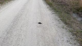 Baby snapping turtle