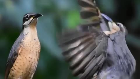 Love of birds