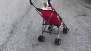 White dog red stroller moving driving by itself hits curb