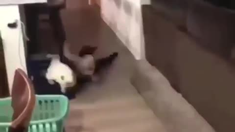 Funny cat bounces on Little boy