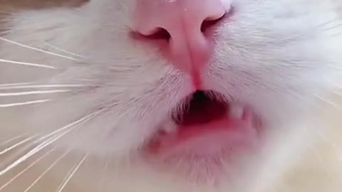 Mini cat video funny