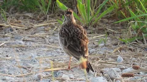 Skylark bird Singing on the Ground.