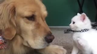 Kitten Desperately Wants To Play With Her Big Dog Brother !