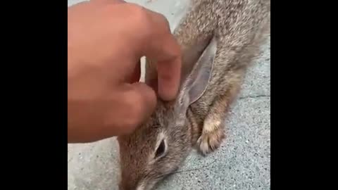 The poor hare fell into a trap