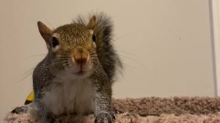 Rescue Squirrel Barks at Mailman