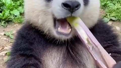 Just A Panda Eating A Stick