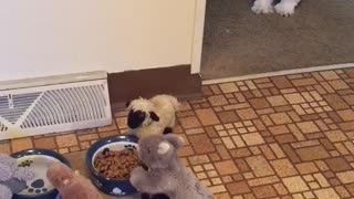 Small fluffy brown white dog doesnt want to go near food bowl because its surrounded by toy animals