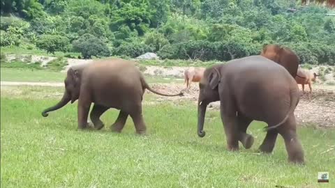 Baby elephant playing football