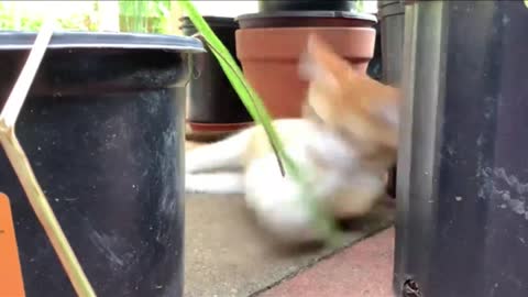 Cat plays happily with plastic spoon outside_batch
