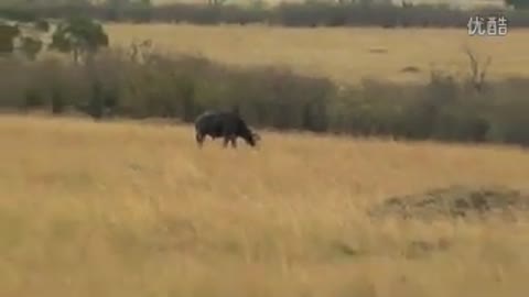 Lion Kills 650KG CAPE BUFFALO