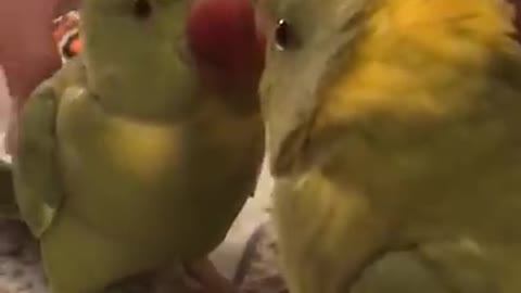 Funny Parrot