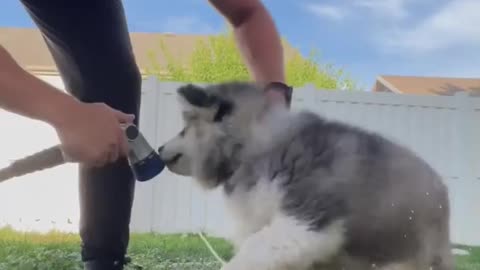 Dramatic husky get extremely vocal for bath time
