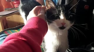 The Bedsheet Kitten